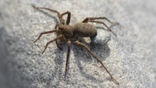 Pardosa sp.